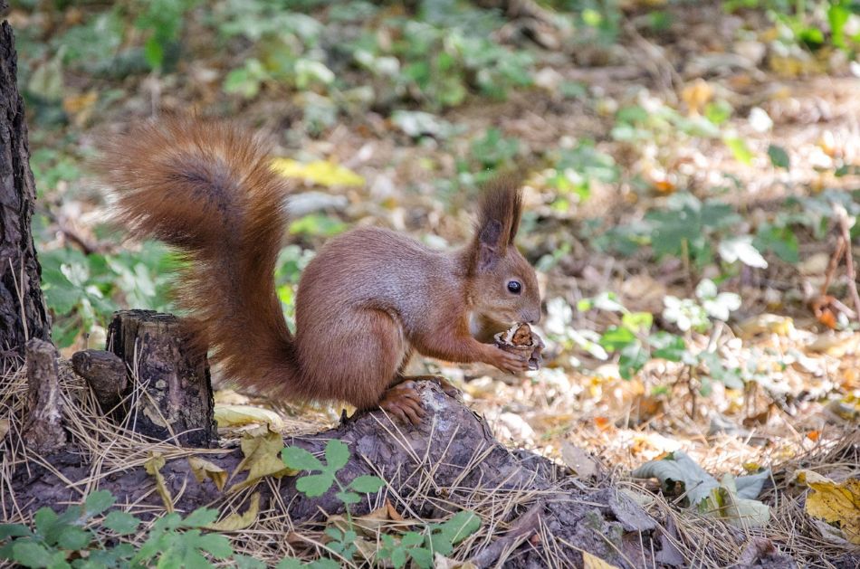 Animales comedores de hongos: un viaje a la micofagia